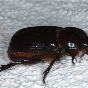 Semanopterus sp. at Ainslie, ACT - 12 Nov 2024