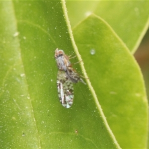 Austrotephritis poenia at Hawker, ACT - 13 Nov 2024 08:34 AM