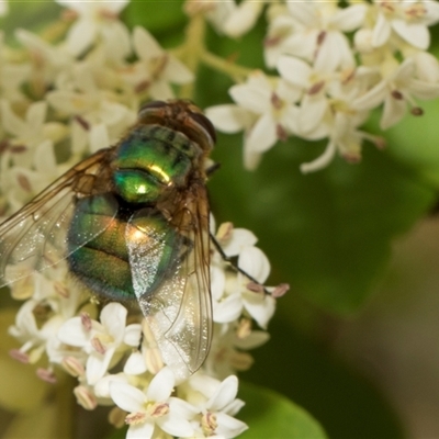 Rutilia sp. (genus) (A Rutilia bristle fly, subgenus unknown) at Hawker, ACT - 12 Nov 2024 by AlisonMilton