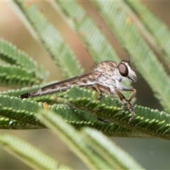 Cerdistus sp. (genus) (Slender Robber Fly) at Hawker, ACT - 13 Nov 2024 by AlisonMilton