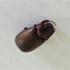 Melolonthinae (subfamily) (Cockchafer) at Hawker, ACT by sangio7