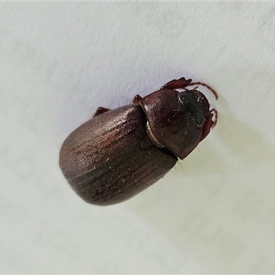 Melolonthinae (subfamily) (Cockchafer) at Hawker, ACT - 13 Nov 2024 by sangio7