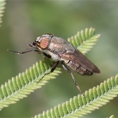 Stomorhina subapicalis at Hawker, ACT - 13 Nov 2024 08:11 AM