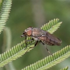 Stomorhina subapicalis at Hawker, ACT - 13 Nov 2024 08:11 AM