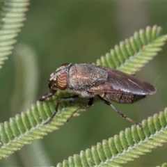 Stomorhina subapicalis at Hawker, ACT - 13 Nov 2024 08:11 AM