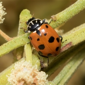 Hippodamia variegata at Hawker, ACT - 13 Nov 2024 07:58 AM