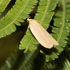 Telocharacta (genus) (A Concealer moth (Philobota Group)) at Hawker, ACT - 13 Nov 2024 by AlisonMilton