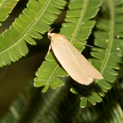 Telocharacta (genus) (A Concealer moth (Philobota Group)) at Hawker, ACT - 13 Nov 2024 by AlisonMilton