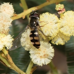 Melangyna viridiceps at Hawker, ACT - 13 Nov 2024 08:00 AM