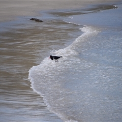 Haematopus longirostris (Australian Pied Oystercatcher) at Maria Island, TAS - 11 Nov 2024 by LyndalT