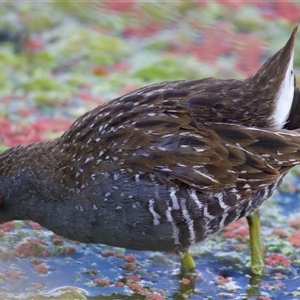 Porzana fluminea at Fyshwick, ACT - 4 Nov 2024