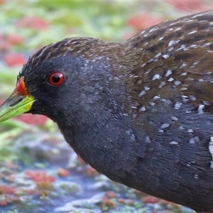 Porzana fluminea at Fyshwick, ACT - 4 Nov 2024