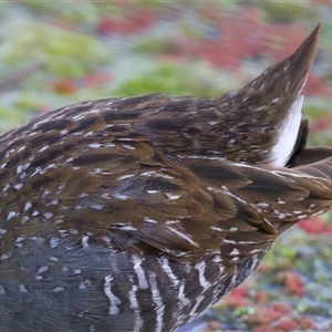 Porzana fluminea at Fyshwick, ACT - 4 Nov 2024