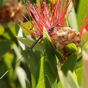 Gasteruption sp. (genus) at Monash, ACT - 11 Nov 2024