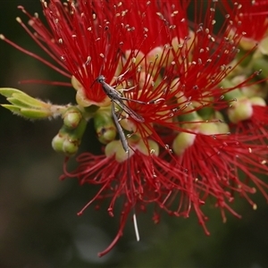 Gasteruption sp. (genus) at Monash, ACT - 11 Nov 2024