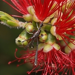 Gasteruption sp. (genus) at Monash, ACT - 11 Nov 2024