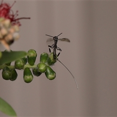 Gasteruption sp. (genus) at Monash, ACT - 11 Nov 2024