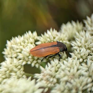 Castiarina subpura at Duffy, ACT - 13 Nov 2024