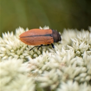 Castiarina subpura at Duffy, ACT - 13 Nov 2024