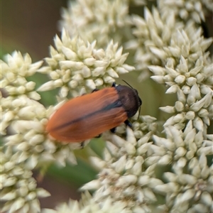 Castiarina subpura at Duffy, ACT - 13 Nov 2024