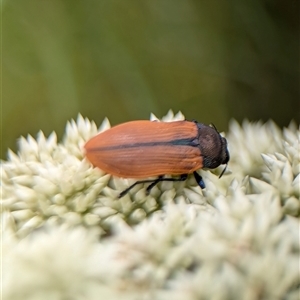 Castiarina subpura at Duffy, ACT - 13 Nov 2024