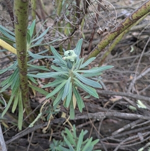 Euphorbia characias at Hackett, ACT - 9 Nov 2024 04:47 PM