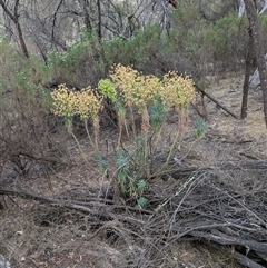 Euphorbia characias at Hackett, ACT - 9 Nov 2024 04:47 PM