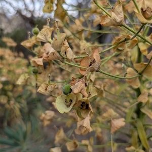 Euphorbia characias at Hackett, ACT - 9 Nov 2024 04:47 PM