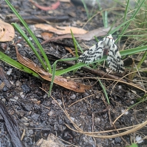 Ardices glatignyi at Cotter River, ACT - 13 Nov 2024 11:35 AM