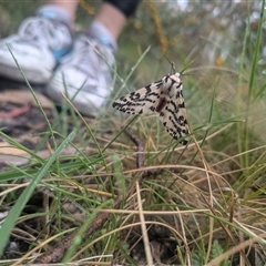 Ardices glatignyi at Cotter River, ACT - 13 Nov 2024 11:35 AM