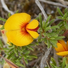 Pultenaea laxiflora (Loose-flower Bush Pea) at Aranda, ACT - 12 Nov 2024 by Dibble