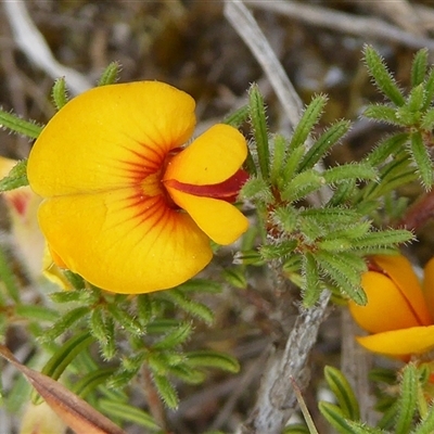 Pultenaea laxiflora (Loose-flower Bush Pea) by Dibble