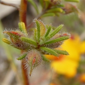 Pultenaea laxiflora at suppressed - 13 Nov 2024