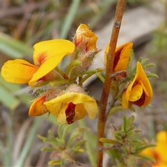 Pultenaea laxiflora at suppressed - suppressed