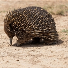 Tachyglossus aculeatus at Throsby, ACT - 8 Nov 2024 12:12 PM