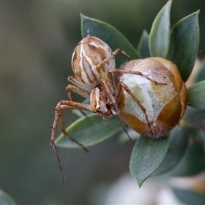 Oxyopes sp. (genus) at Florey, ACT - 6 Nov 2024