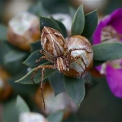 Oxyopes sp. (genus) at Florey, ACT - 6 Nov 2024