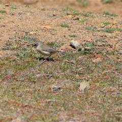 Acanthiza chrysorrhoa (Yellow-rumped Thornbill) at Maria Island, TAS - 11 Nov 2024 by LyndalT