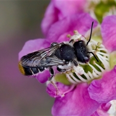 Megachile ferox (Resin bee) at Florey, ACT - 6 Nov 2024 by KorinneM