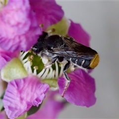 Megachile ferox at Florey, ACT - 6 Nov 2024