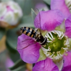 Melangyna viridiceps (Hover fly) at Florey, ACT - 6 Nov 2024 by KorinneM