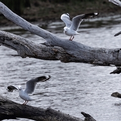 Chroicocephalus novaehollandiae at Throsby, ACT - 8 Nov 2024