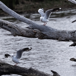 Chroicocephalus novaehollandiae at Throsby, ACT - 8 Nov 2024