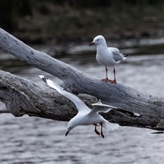 Chroicocephalus novaehollandiae at Throsby, ACT - 8 Nov 2024