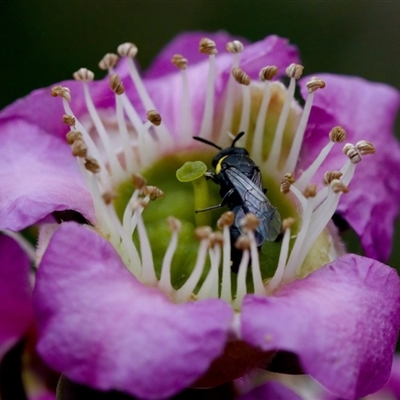 Hylaeus sp. (genus) (A masked bee) at Florey, ACT - 6 Nov 2024 by KorinneM