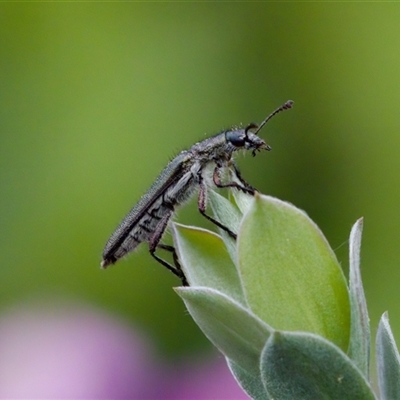 Eleale simplex (Clerid beetle) at Florey, ACT - 6 Nov 2024 by KorinneM