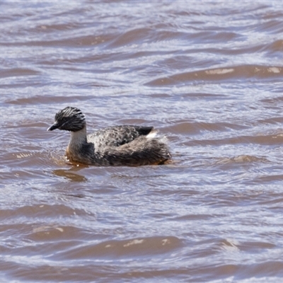 Poliocephalus poliocephalus (Hoary-headed Grebe) at Throsby, ACT - 8 Nov 2024 by AlisonMilton