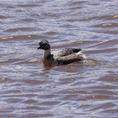 Poliocephalus poliocephalus at Throsby, ACT - 8 Nov 2024