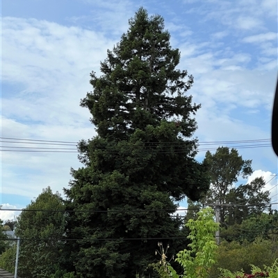 Sequoiadendron giganteum at Hackett, ACT - 13 Nov 2024 by RangerRiley