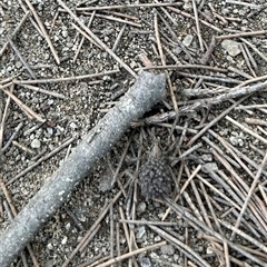 Lycosidae (family) (Unidentified wolf spider) at Strathnairn, ACT - 12 Nov 2024 by Jillw